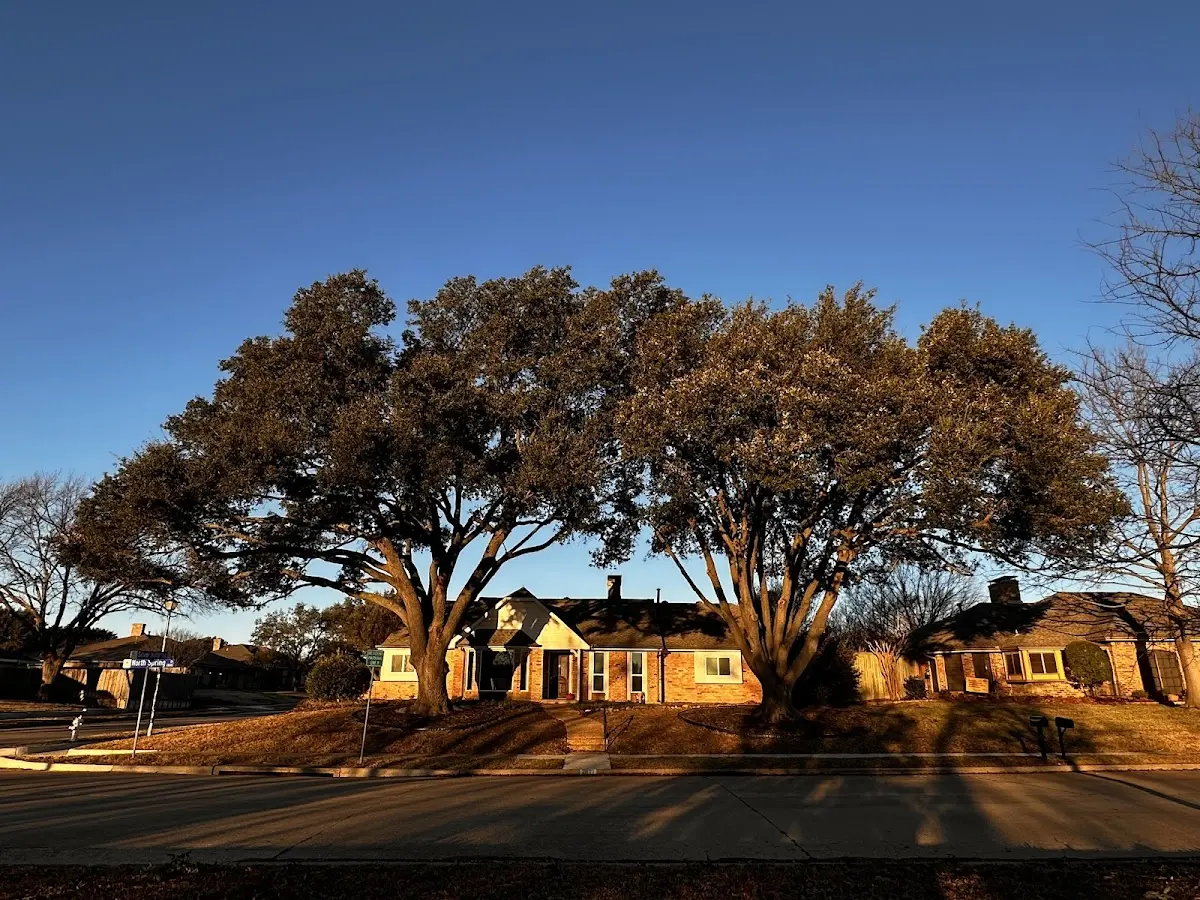 Established residential canopy tree shading a home in Tracy